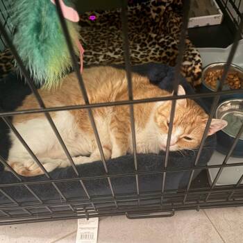 Stray Cat -  Domestic Short Hair Cat for Adoption in Rochester, Minnesota - Stray Cat | PetCurious