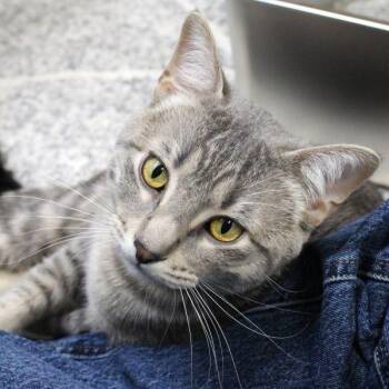 Miko -- Bonded Buddy With Mango -  Domestic Short Hair Cat for Adoption in Des Moines, Iowa - Miko -- Bonded Buddy With Mango | PetCurious