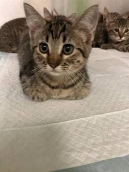 DONUT -  Domestic Short Hair Cat for Adoption in Dallas, Texas - DONUT | PetCurious