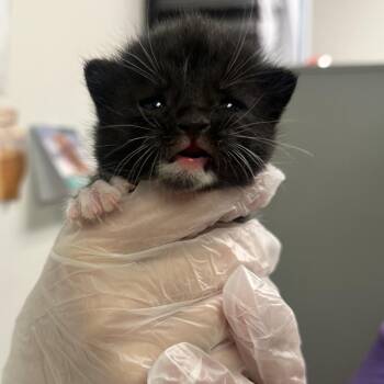 Slapjack -  Domestic Medium Hair Cat for Adoption in Charleston, West Virginia - Slapjack | PetCurious