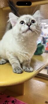Priscilla -  Siamese Cat for Adoption in Scottsdale, Arizona - Priscilla | PetCurious