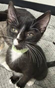 Lucy -  Domestic Short Hair Cat for Adoption in Bryan, Ohio - Lucy | PetCurious