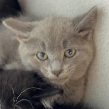 Stank -  Domestic Short Hair Cat for Adoption in Pittsburgh, Pennsylvania - Stank | PetCurious