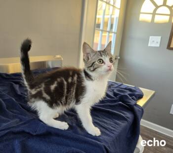 Rescue Domestic Short Hair Cats for Adoption in Dickson, Tennessee - Echo | PetCurious