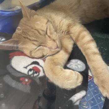 Frito -  Domestic Short Hair Cat for Adoption in Prescott, Arizona - Frito | PetCurious