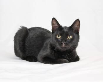 Petunia -  Bombay and Domestic Short Hair Cat Available for Adoption in Tuscaloosa, Alabama - Petunia | PetCurious