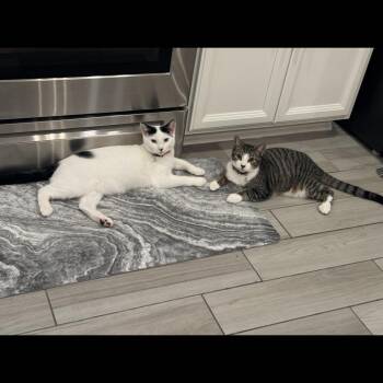 Rescue Domestic Short Hair Cats for Adoption in Jacksonville, Florida - Tommy & Teddy | PetCurious