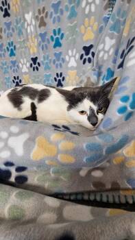 Domestic Short Hair Cats Available for Adoption - Lucky | PetCurious