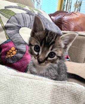 Tabby Cats Available for Adoption in Campbell, California - Codey | PetCurious