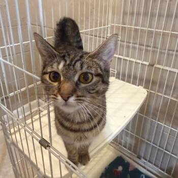 Momma Cookie -  Domestic Short Hair Cat for Adoption in Parkersburg, West Virginia - Momma Cookie | PetCurious
