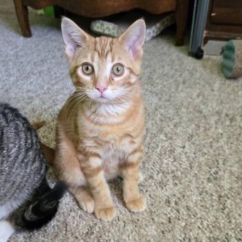 Peanut Butter Cup -  Domestic Short Hair Cat for Adoption in Swartz Creek, Michigan - Peanut Butter Cup | PetCurious