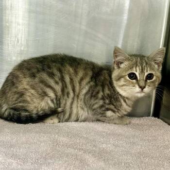 Domestic Short Hair Cats Available for Adoption - Tootsie | PetCurious