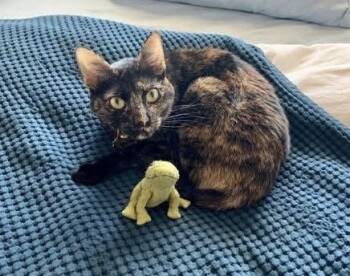 Rescue Domestic Short Hair Cats for Adoption in Seven Valleys, Pennsylvania - Lola | PetCurious