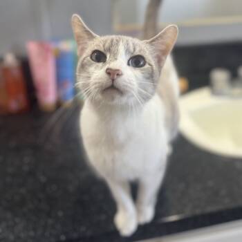 Rescue Domestic Short Hair and Siamese Cats for Adoption in Midlothian, Texas - 25A Fanta | PetCurious