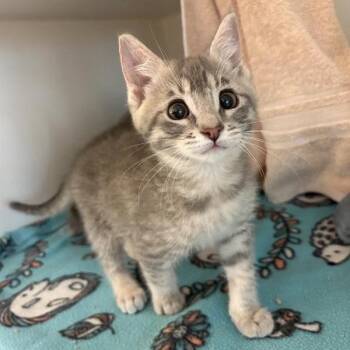 Elsa -  Domestic Short Hair Cat for Adoption in Phoenix, Arizona - Elsa | PetCurious