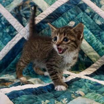 Rescue Extra Toes Cat Hemingway Polydactyl Cats for Adoption in Warner Robins, Georgia - Pterodactyl | PetCurious