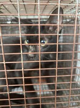 A658327 -  Domestic Short Hair Cat for Adoption in Houston, Texas - A658327 | PetCurious
