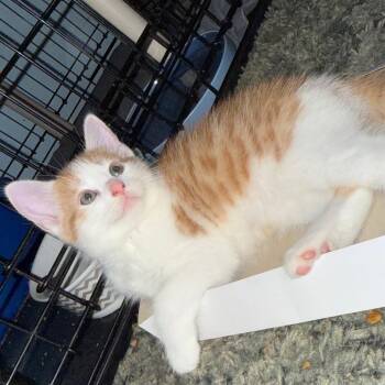 Huckleberry -  Domestic Short Hair Cat for Adoption in Wilmington, Ohio - Huckleberry | PetCurious