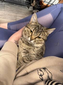 Domestic Short Hair Cats Available for Adoption in West Mifflin, Pennsylvania - Tallulah | PetCurious