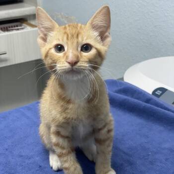 Plushie -  Domestic Short Hair Cat for Adoption in Riverside, California - Plushie | PetCurious