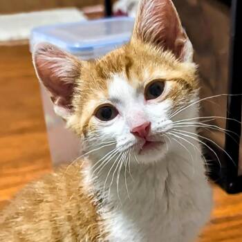 Roland- Best Friends with Grant -  Domestic Short Hair Cat for Adoption in West Jefferson, Ohio - Roland- Best Friends With Grant | PetCurious