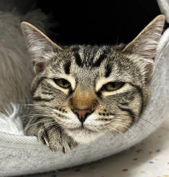 Domestic Medium Hair Cats Available for Adoption - Honey | PetCurious