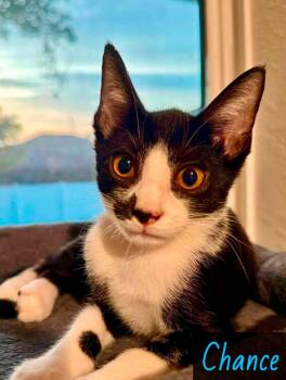 Chance -  Domestic Long Hair Cat for Adoption in Englewood, Florida - Chance | PetCurious