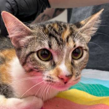 Margarita -  Domestic Short Hair Cat for Adoption in Corpus Christi, Texas - Margarita | PetCurious