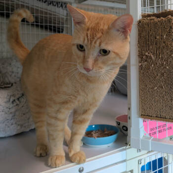 Rescue Domestic Short Hair Cats for Adoption in Portland, Oregon - Julius | PetCurious