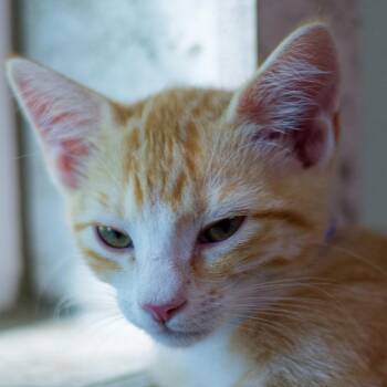 Stoney -  Domestic Short Hair Cat for Adoption in Hot Springs, Arkansas - Stoney | PetCurious