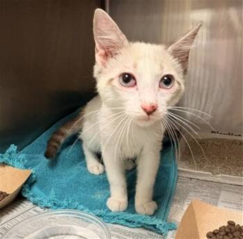 A1936573 -  Domestic Short Hair Cat for Adoption in Riverside, California - A1936573 | PetCurious