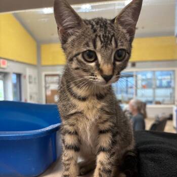 Cricket -  Domestic Short Hair Cat Available for Adoption in Galveston, Texas - Cricket | PetCurious
