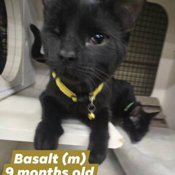 Basalt -  Domestic Short Hair Cat for Adoption in Clayton, California - Basalt | PetCurious