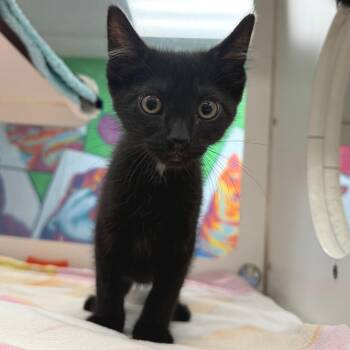 Roly Poly -  Domestic Short Hair Cat for Adoption in Cheyenne, Wyoming - Roly Poly | PetCurious