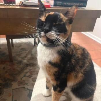 Domestic Short Hair Cats Available for Adoption - Barbara | PetCurious