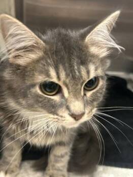 Wisteria -  Domestic Short Hair Cat for Adoption in Chamblee, Georgia - Wisteria | PetCurious