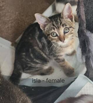 Isla -  American Shorthair Cat for Adoption in Hagaman, New York - Isla | PetCurious