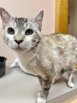 Christa -  Domestic Short Hair Cat for Adoption in Westfield, New York - Christa | PetCurious