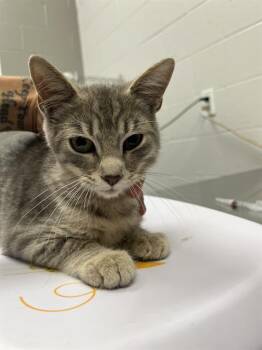 MISO -  Domestic Short Hair Cat for Adoption in Indianapolis, Indiana - MISO | PetCurious