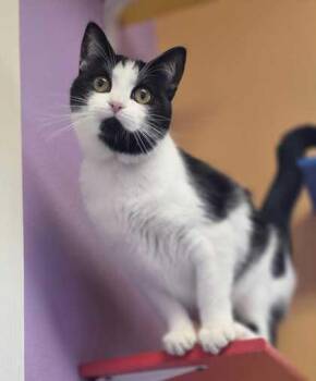 Lacy -  Domestic Short Hair Cat for Adoption in Baton Rouge, Louisiana - Lacy | PetCurious