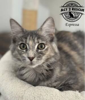 Domestic Long Hair Cats Available for Adoption - Espressa | PetCurious