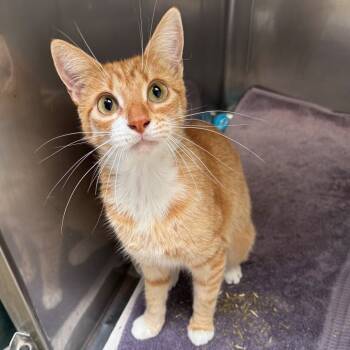 Rescue Domestic Short Hair Cats for Adoption in Long Beach, California - London | PetCurious