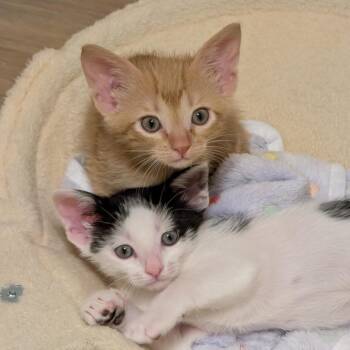 Domestic Short Hair Cats Available for Adoption in Austin, Texas - Under The Sun 2 | PetCurious