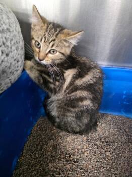 Jawa -  Domestic Short Hair Cat for Adoption in La Porte, Indiana - Jawa | PetCurious