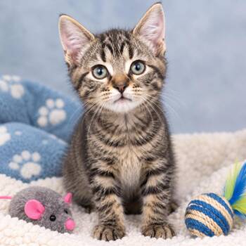Bumble -  Domestic Short Hair Cat for Adoption in South Elgin, Illinois - Bumble | PetCurious
