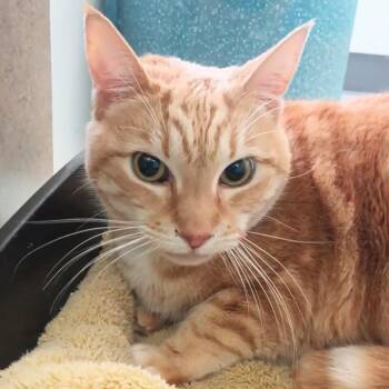 Domestic Short Hair Cats Available for Adoption in Reno, Nevada - Sofia | PetCurious