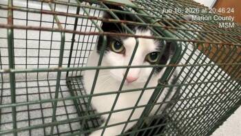 KISSY -  Domestic Short Hair Cat for Adoption in Ocala, Florida - KISSY | PetCurious