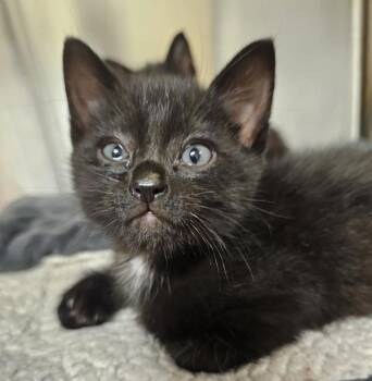 Domestic Short Hair Cats Available for Adoption in Kennewick, Washington - Orbit | PetCurious
