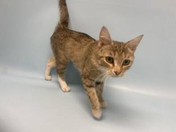 Lucy Liu -  Domestic Short Hair Cat for Adoption in Golden Valley, Minnesota - Lucy Liu | PetCurious