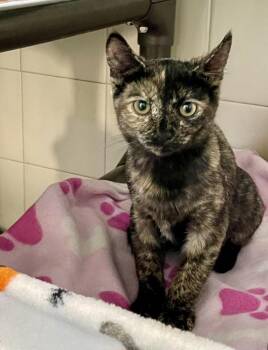 Evie -  Domestic Short Hair Cat for Adoption in Healdsburg, California - Evie | PetCurious